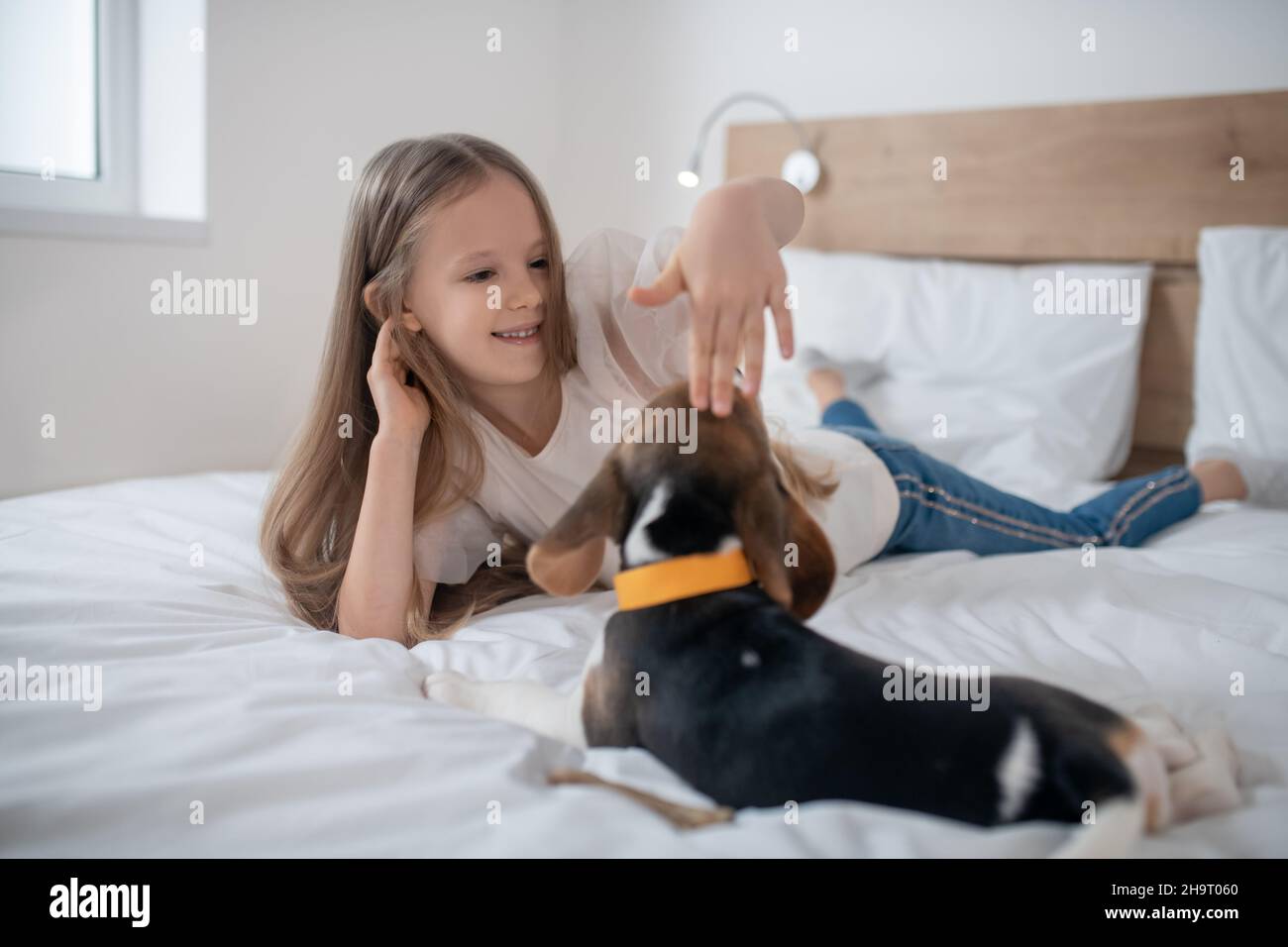 Lächelndes weibliches Kind, das den Beagle auf den Kopf klopfte Stockfoto