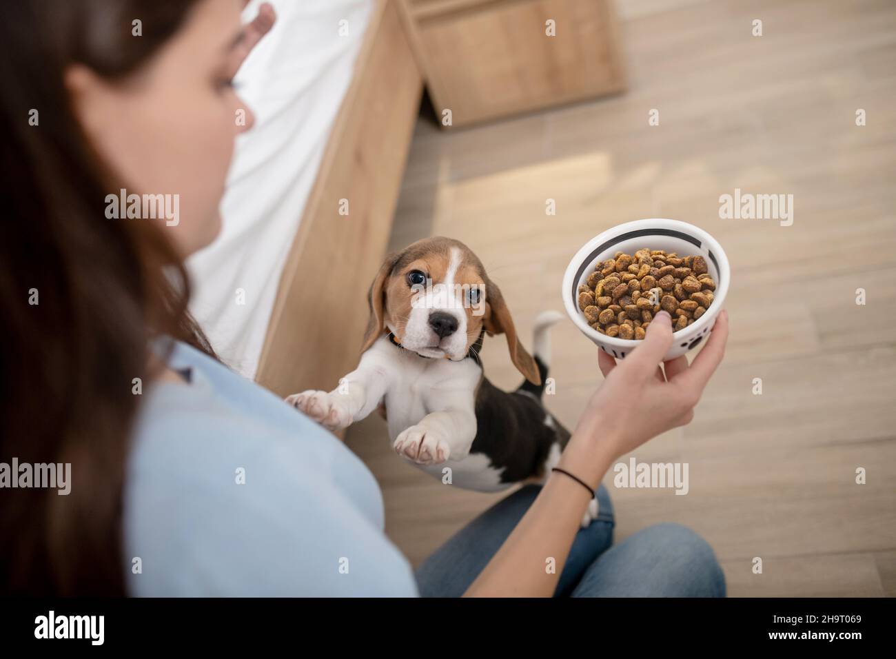 Lustige dreifarbige Welpen, die nach Pelletfutter greifen Stockfoto