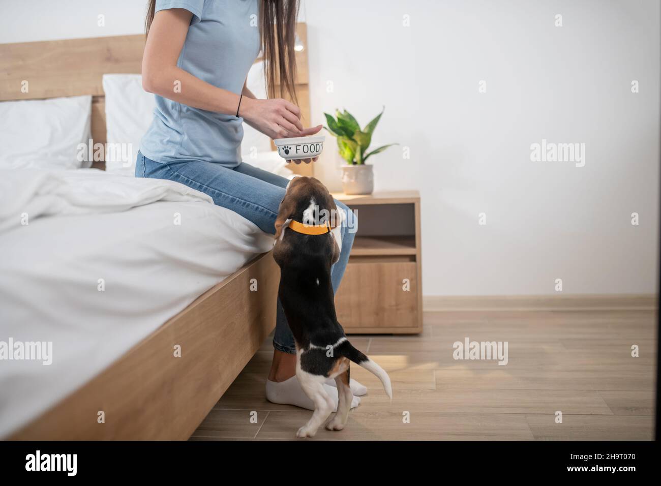 Kaukasische Tierbesitzerin füttert ihren dreifarbigen Welpen Stockfoto