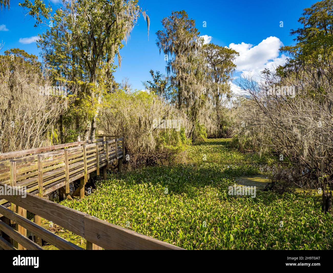 Holzsteg im Salatsee Park in Hillsborough County in Tampa, Florida, USA Stockfoto