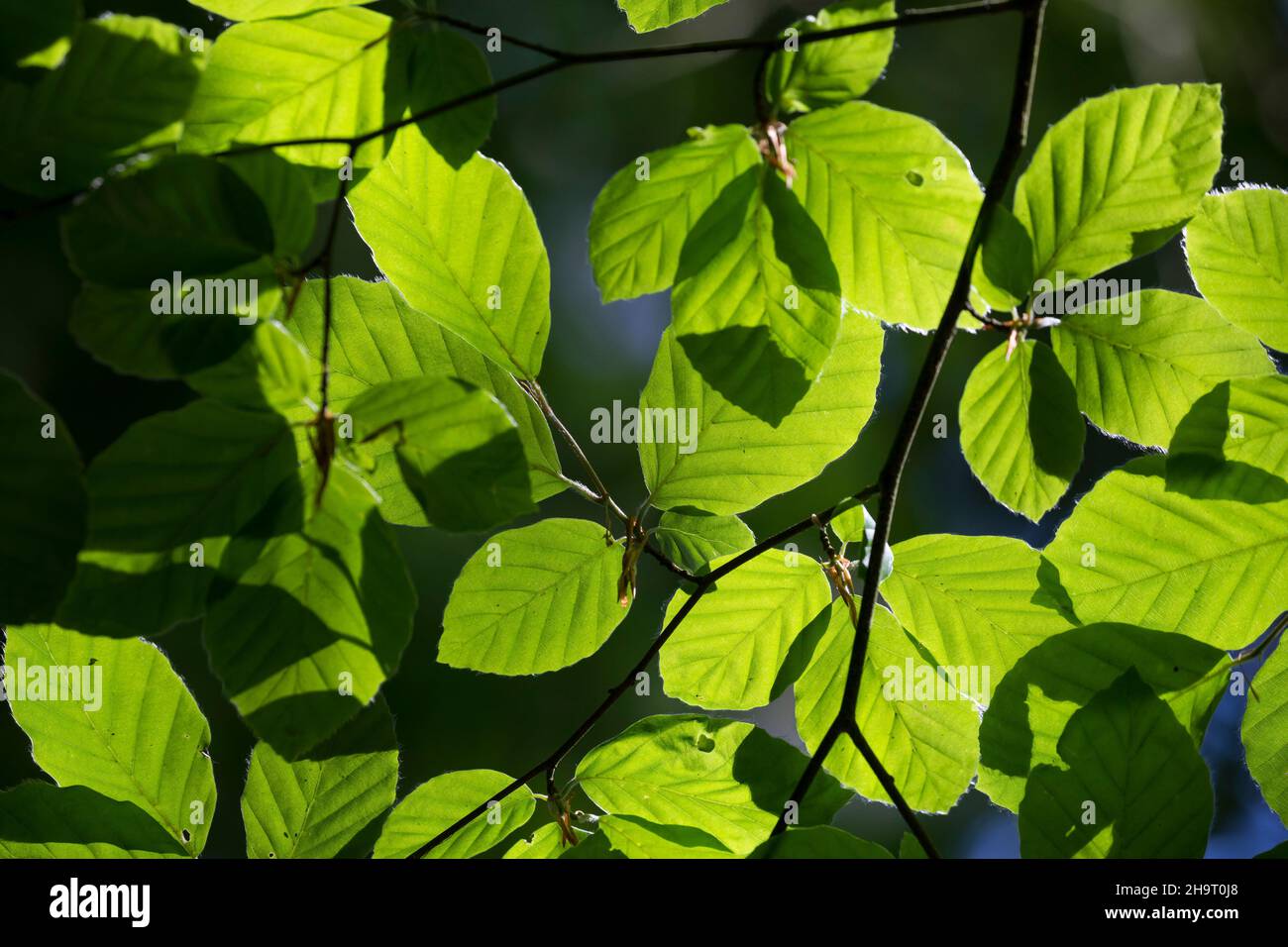Buche, Rot-Buche, Rotbuche, Fagus sylvatica, Blätter, Blatt, Blattdach, Blattwerk, Buchenblatt ...