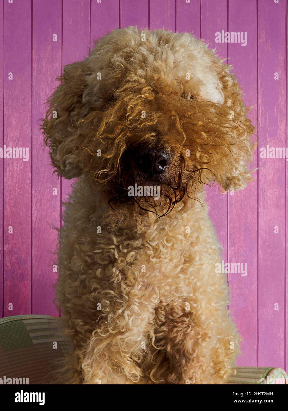 Verrumpeltes Hundeportrait, Großbritannien Stockfoto