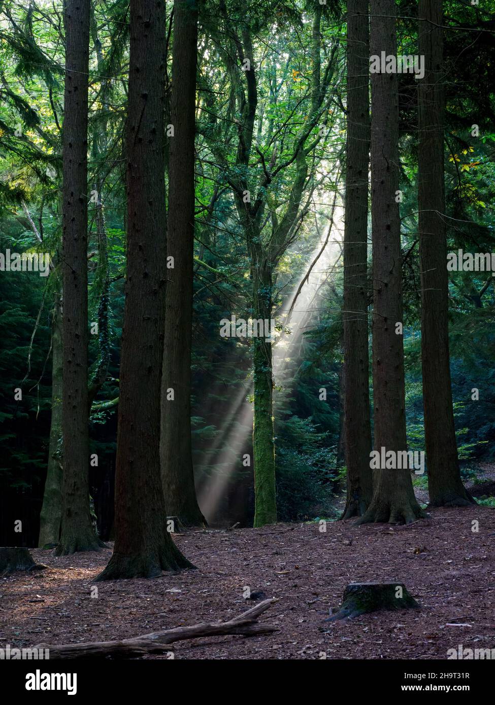 Sonnenstrahlen, die durch Kiefern scheinen, Forest of Bere, Fareham, Hampshire, Großbritannien Stockfoto