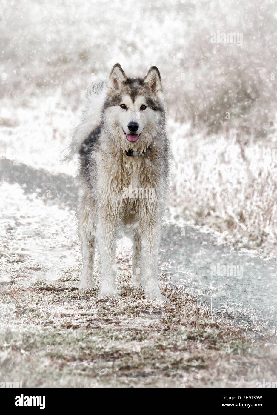 Alaskan Malamute im Schnee, Großbritannien Stockfoto