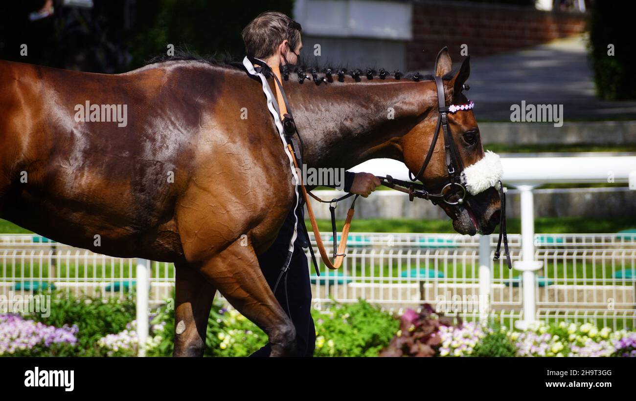 Rennpferde Foto-Kunst | Professionelle Pferdefotografie | Sport-Fotografie Stockfoto