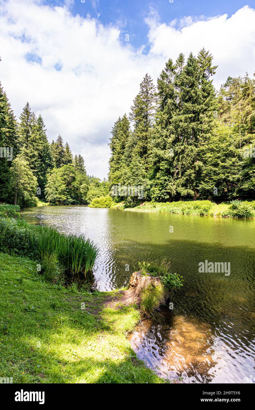 Soudley Ponds, ein Standort von spezial Scientific Interest (SSSI) im Forest of Dean in der Nähe von Soudley, Gloucestershire, Großbritannien Stockfoto