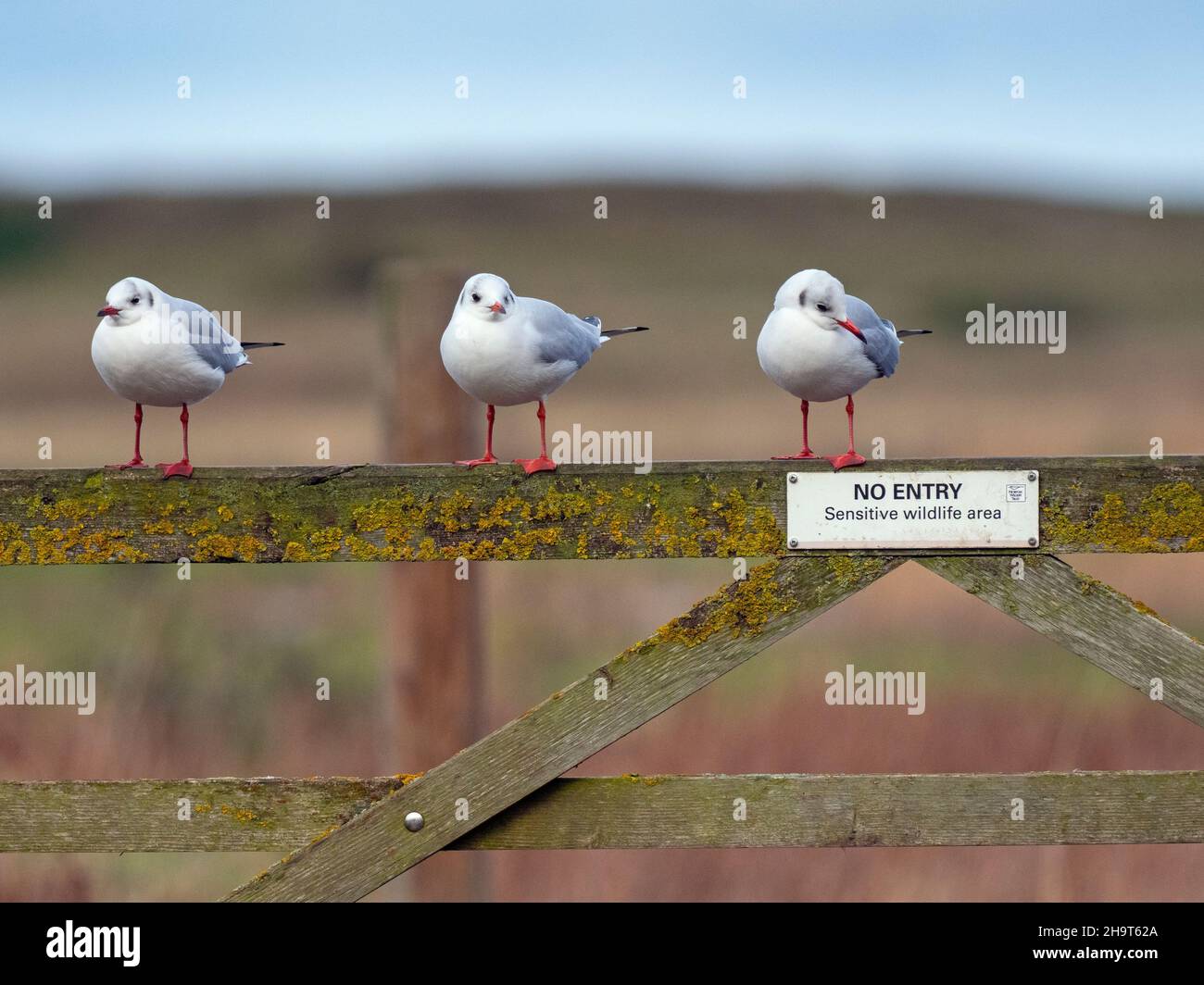 Black Headed Gulls Larus ridibundus thront auf einem Zaun mit Naturschutzgebiet ohne Eintrittsschild in Cley Norfolk Stockfoto