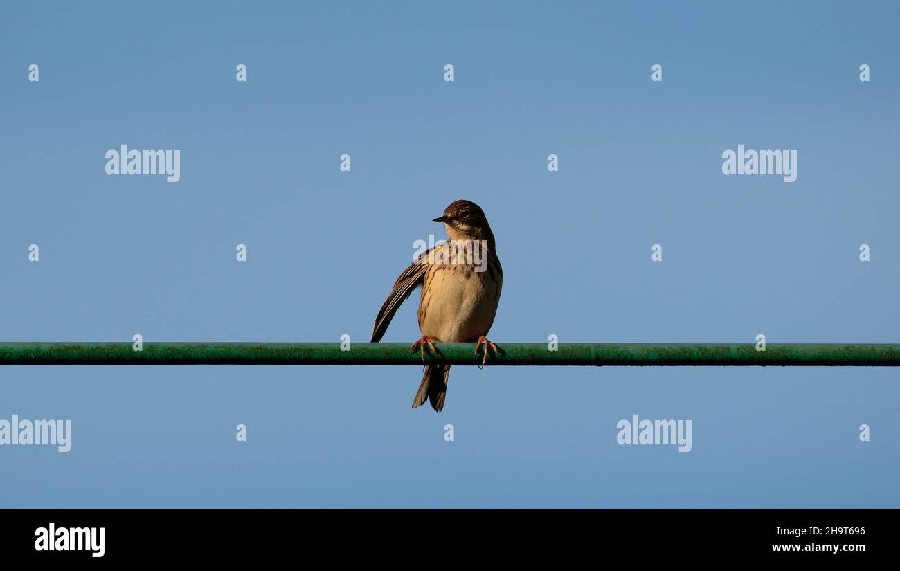 Wiese Pieper Stockfoto