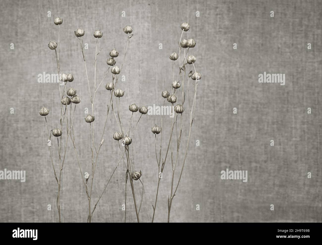 Abstrakter natürlicher Hintergrund. Trockener Flachs auf einem Hintergrund aus Leinenstoff. Unscharfer Hintergrund, Sepia getönt. Freier Platz für Text, Minimalismus, nordischer Stil. Stockfoto