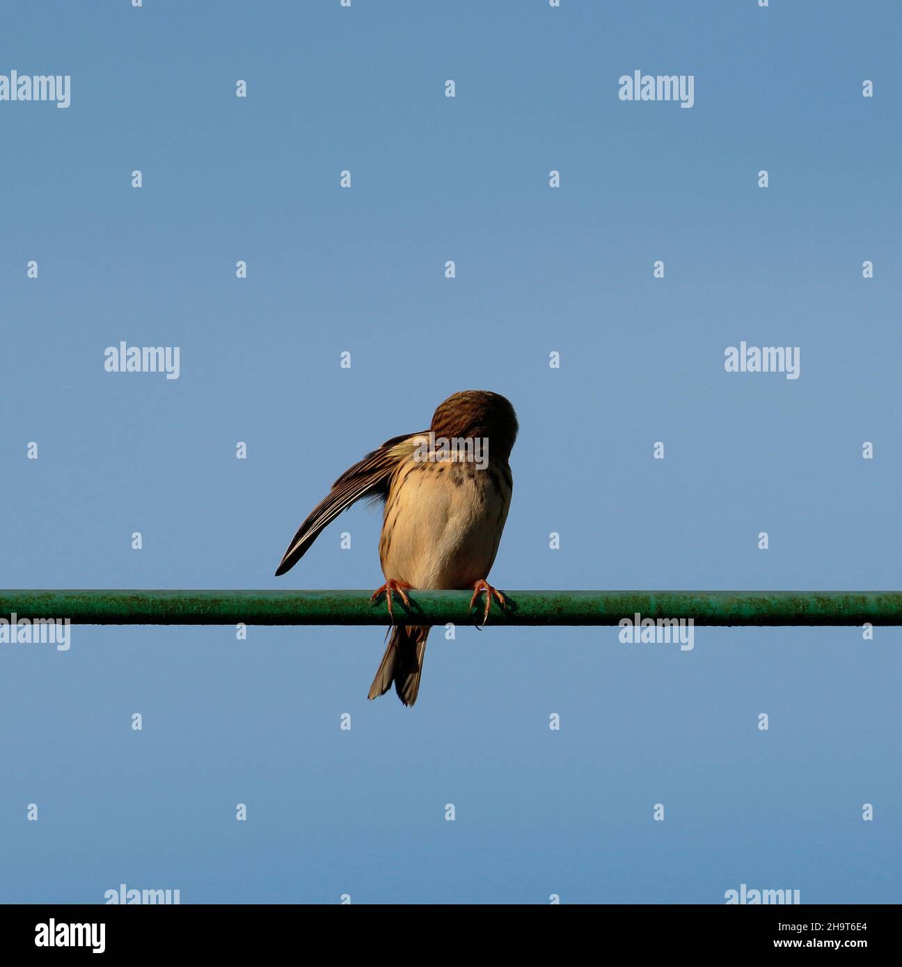 Wiese Pieper Stockfoto