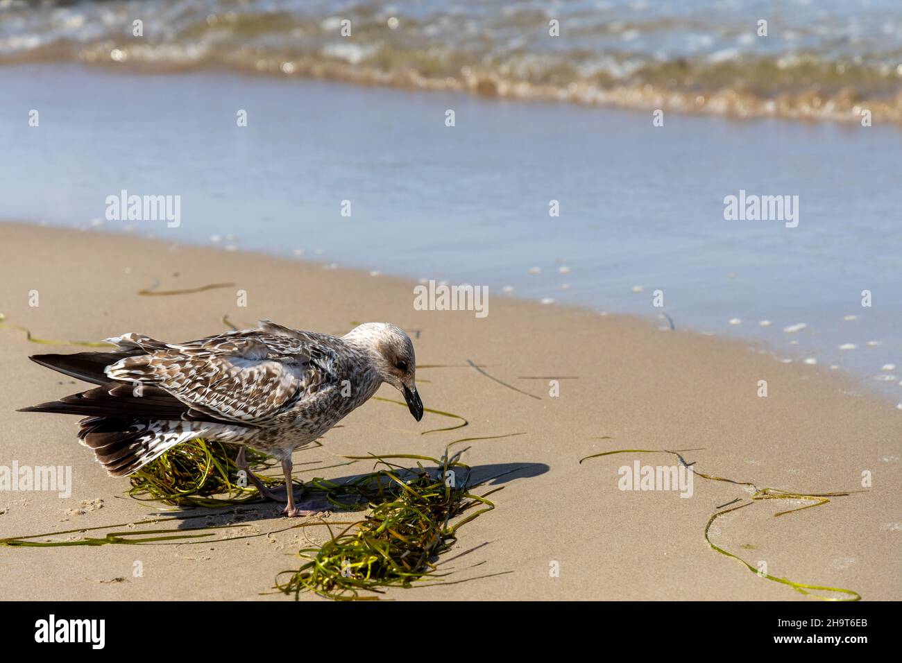 Viele Möwen am Strand der Ostsee auf der Suche nach Nahrung Stockfoto