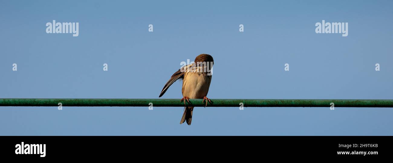 Wiese Pieper Stockfoto