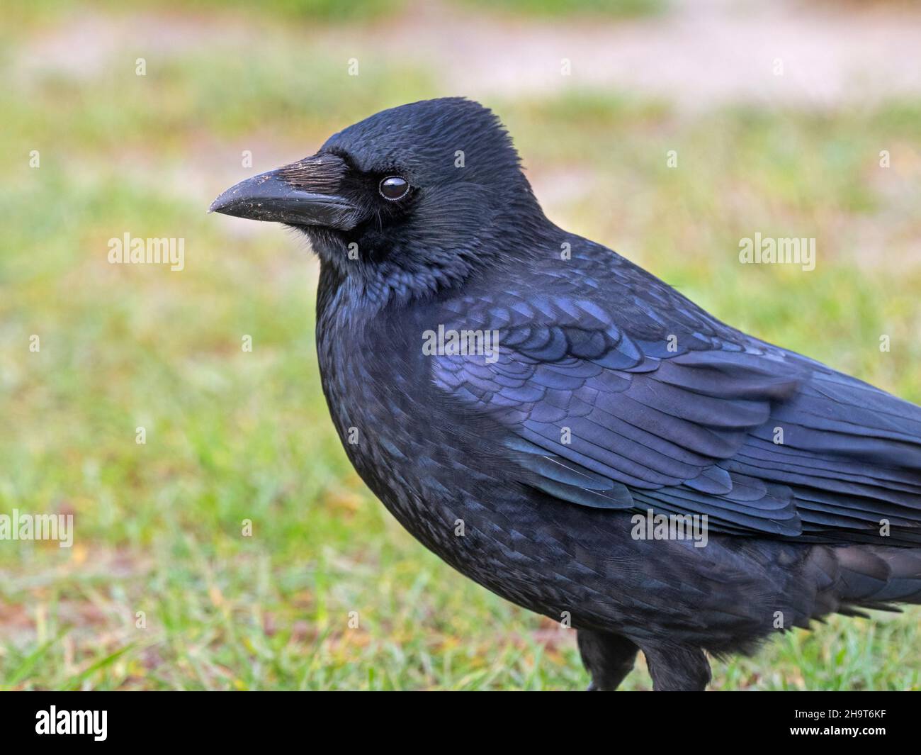 Aas Crow Corvus Corone in Meadow Fütterung Norfolk UK Stockfoto