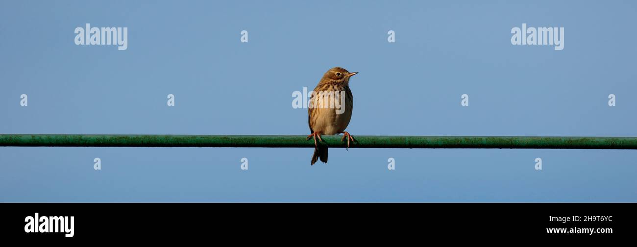 Wiese Pieper Stockfoto