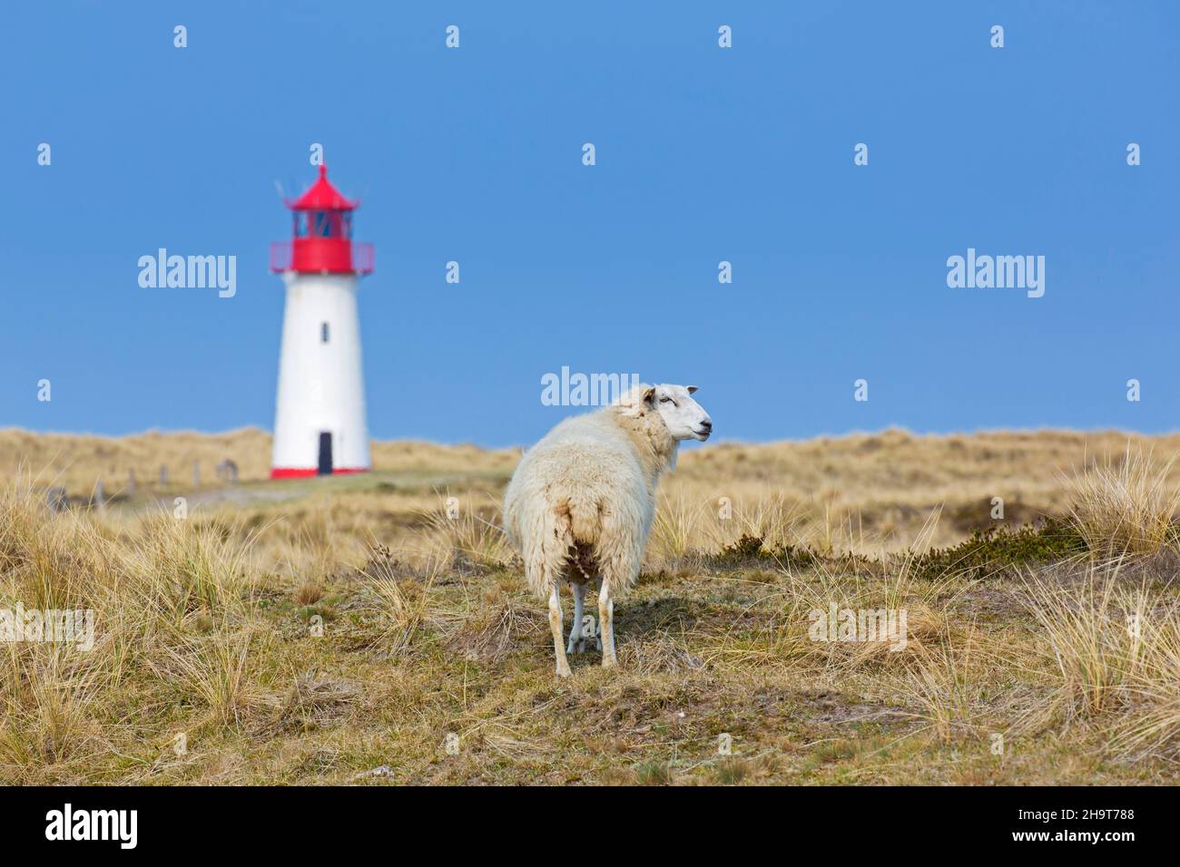 Schafe vor dem rot-weißen Leuchtturm List-West in den Dünen auf der Insel Sylt, Nordfriesland, Schleswig-Holstein, Deutschland Stockfoto