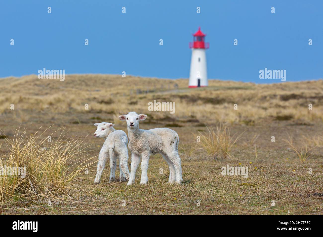 Zwei Schaflämmer vor dem rot-weißen Leuchtturm List-West in den Dünen auf der Insel Sylt, Nordfriesland, Schleswig-Holstein, Deutschland Stockfoto