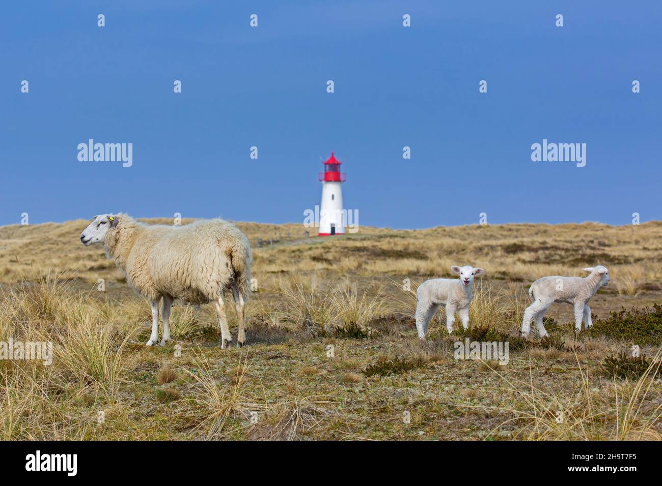 Schafe mit zwei Lämmern vor dem rot-weißen Leuchtturm List-West in den Dünen auf der Insel Sylt, Nordfriesland, Schleswig-Holstein, Deutschland Stockfoto