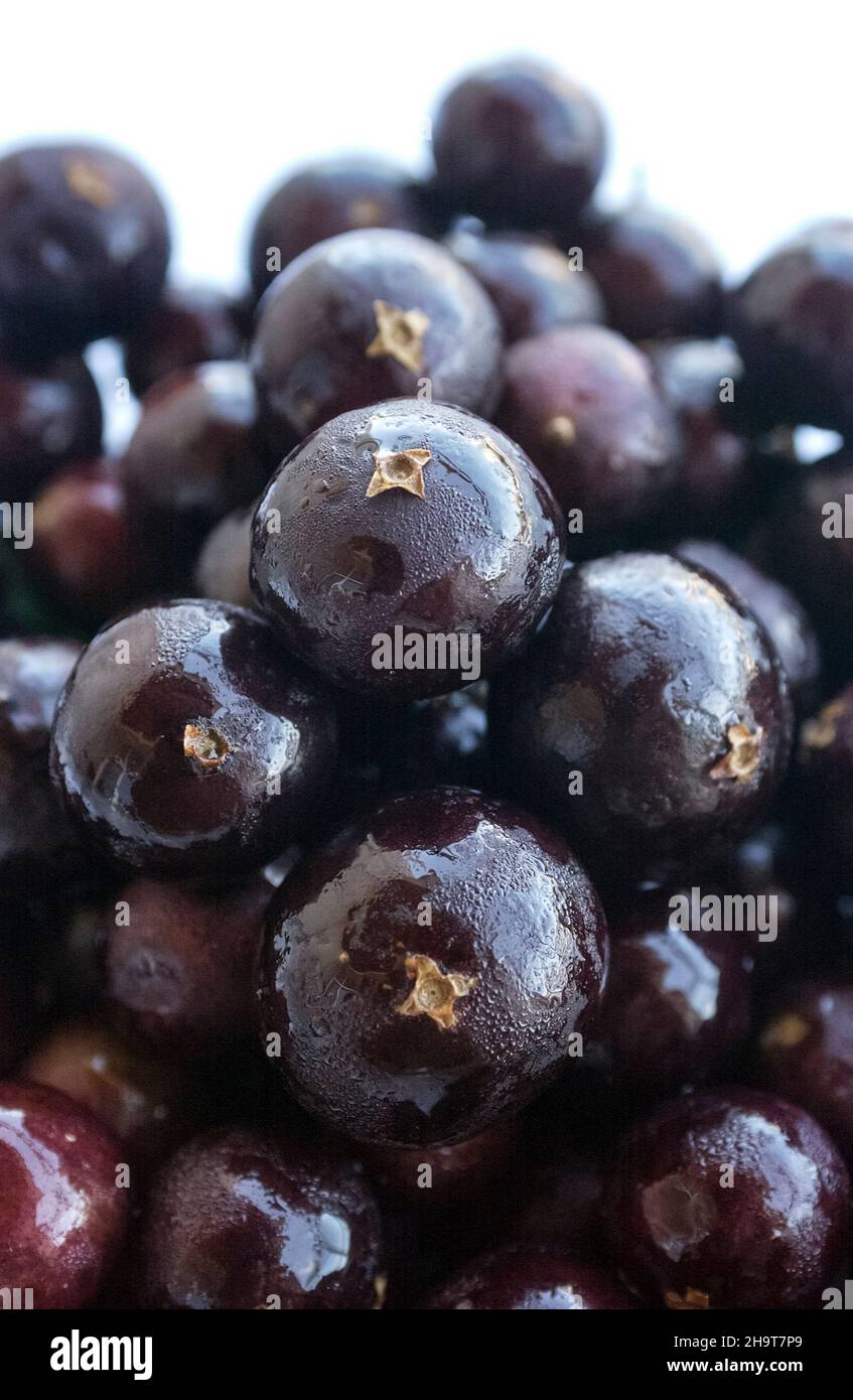 Jabuticaba Obst. Brasilianische tropische Früchte. Stockfoto