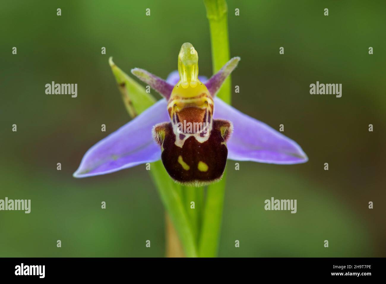 Bienenorchidee (Ophrys apifera / Orchis apifera) in Blüte auf der Wiese Stockfoto