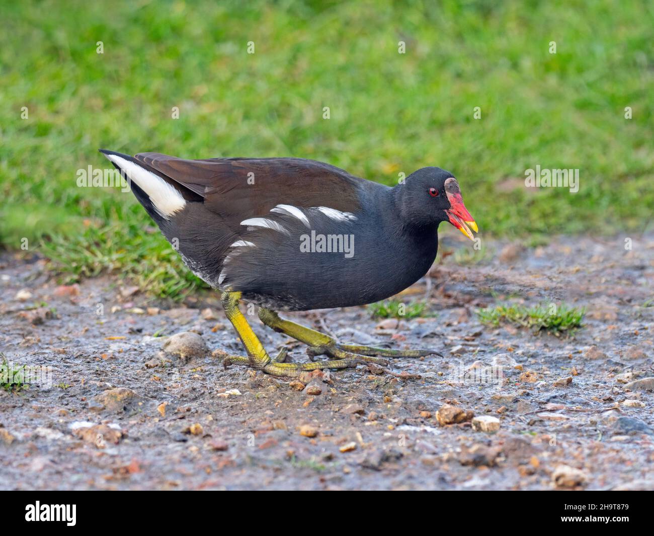 Sumpfhuhn Gallinula chloropus Porträt im Winter bei Cley Naturschutzgebiet North Norfolk Stockfoto