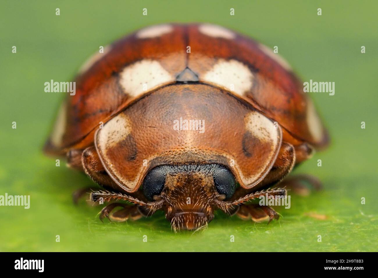 Frontansicht der Marienkäfer (Calvia quattuordecimguttata). Tipperary, Irland Stockfoto