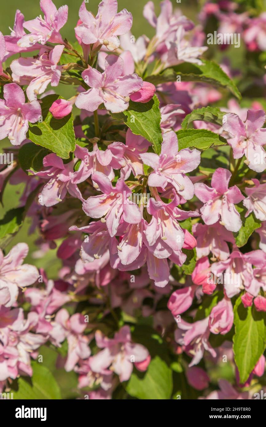 34+ Weigelie Mit Rosa Blüten, Weigela florida &#039;picobella rosa&#039;, auch