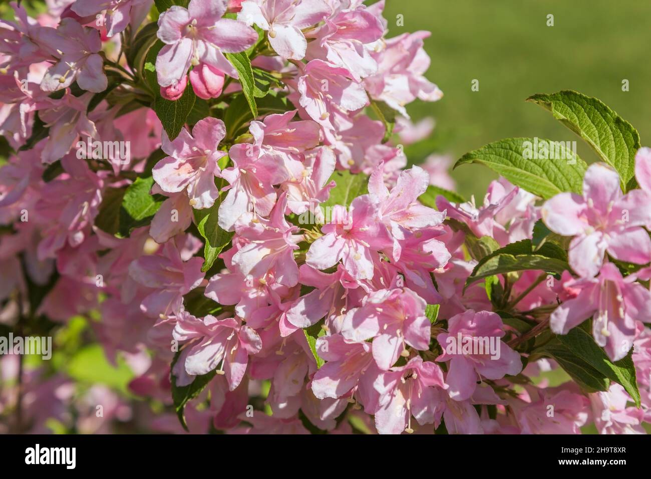Weigela feerie Fotos und Bildmaterial in hoher Auflösung Alamy
