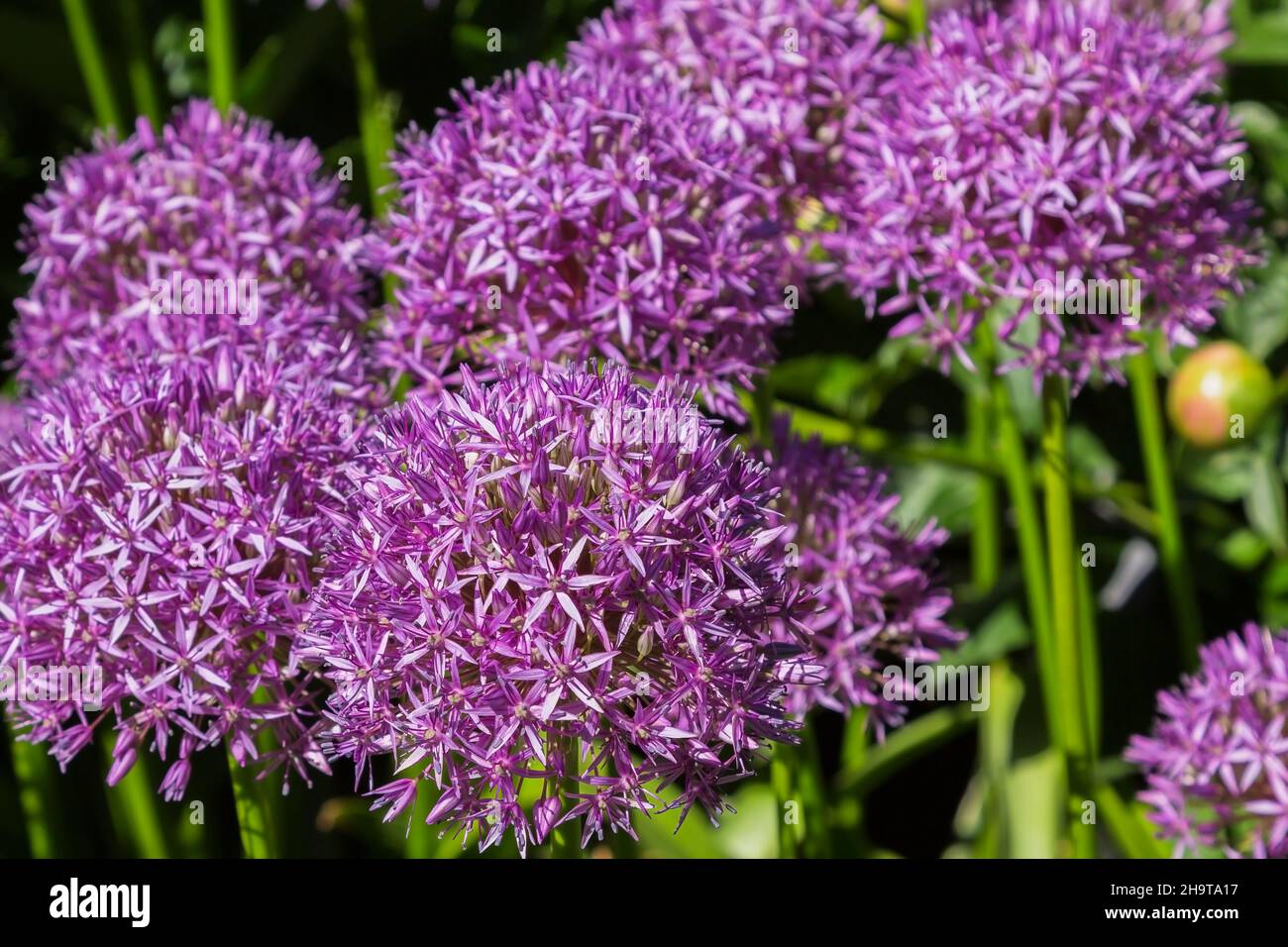 Allium 'Globemaster' Zierzwiebel im Frühjahr. Stockfoto