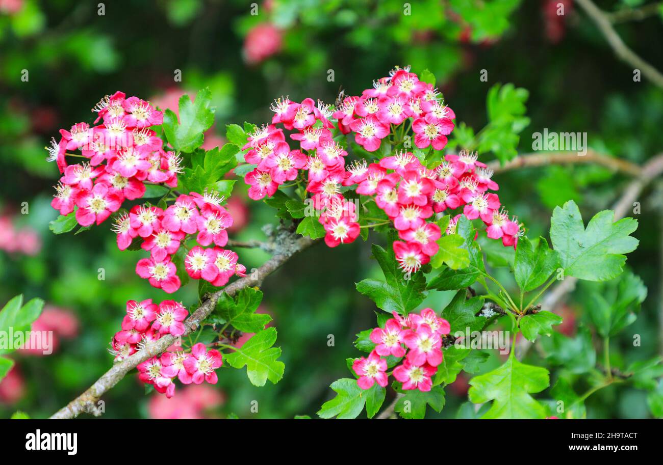 Die roten und weißen Blüten oder Blüten eines englischen Red Hawthorn (Crataegus) Buschs oder Baumes, Staffordshire, England, Großbritannien Stockfoto