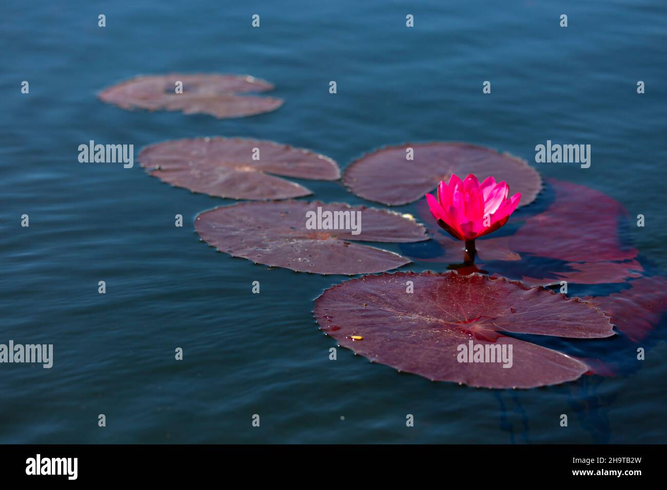 Rosa Lotusblume Oder Wasserlilie Schwimmend Auf Dem Wasser Stockfoto