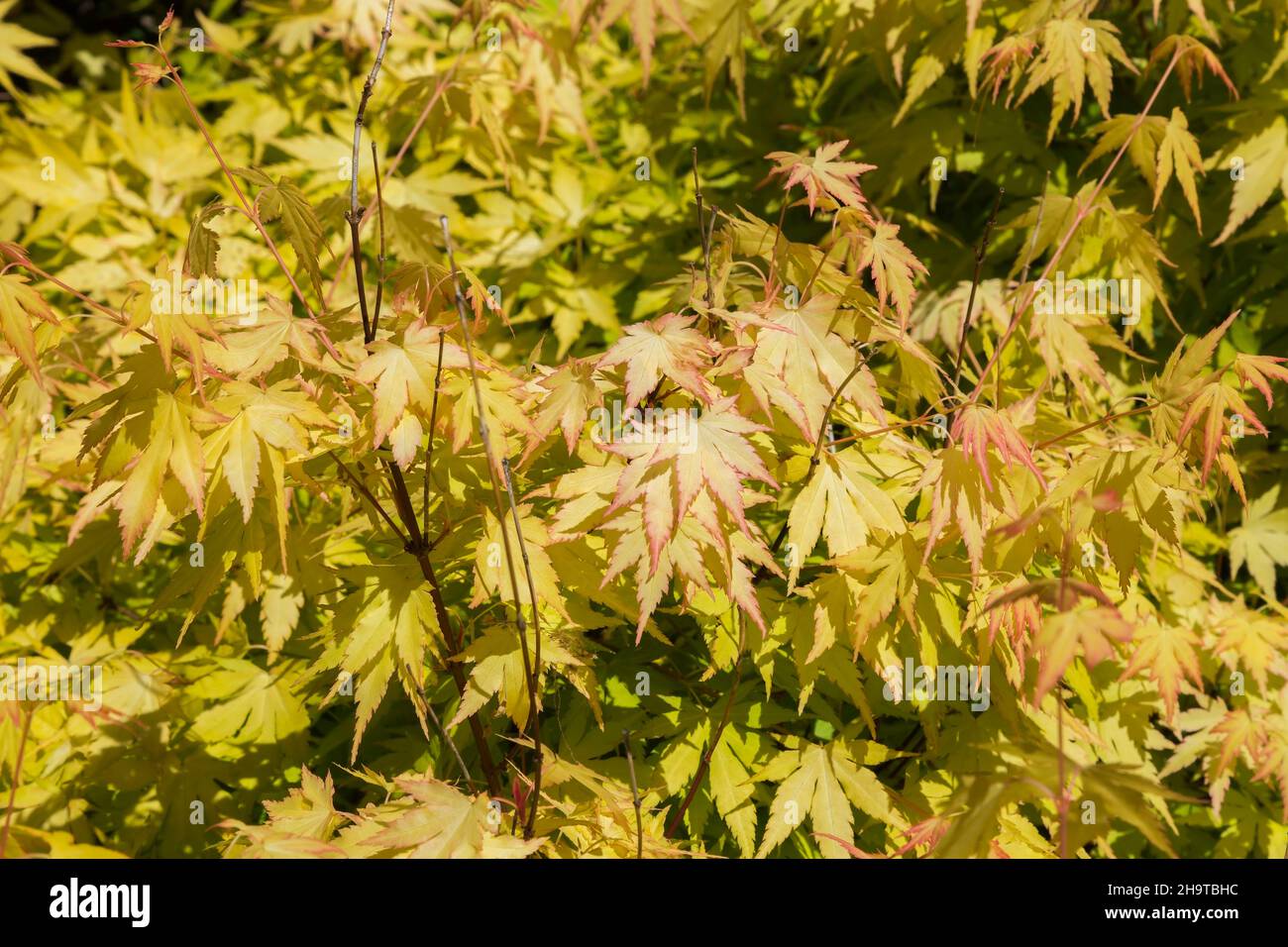 Acer palmatum 'Orange Dream' - Japanischer Ahornbaum im Frühling. Stockfoto