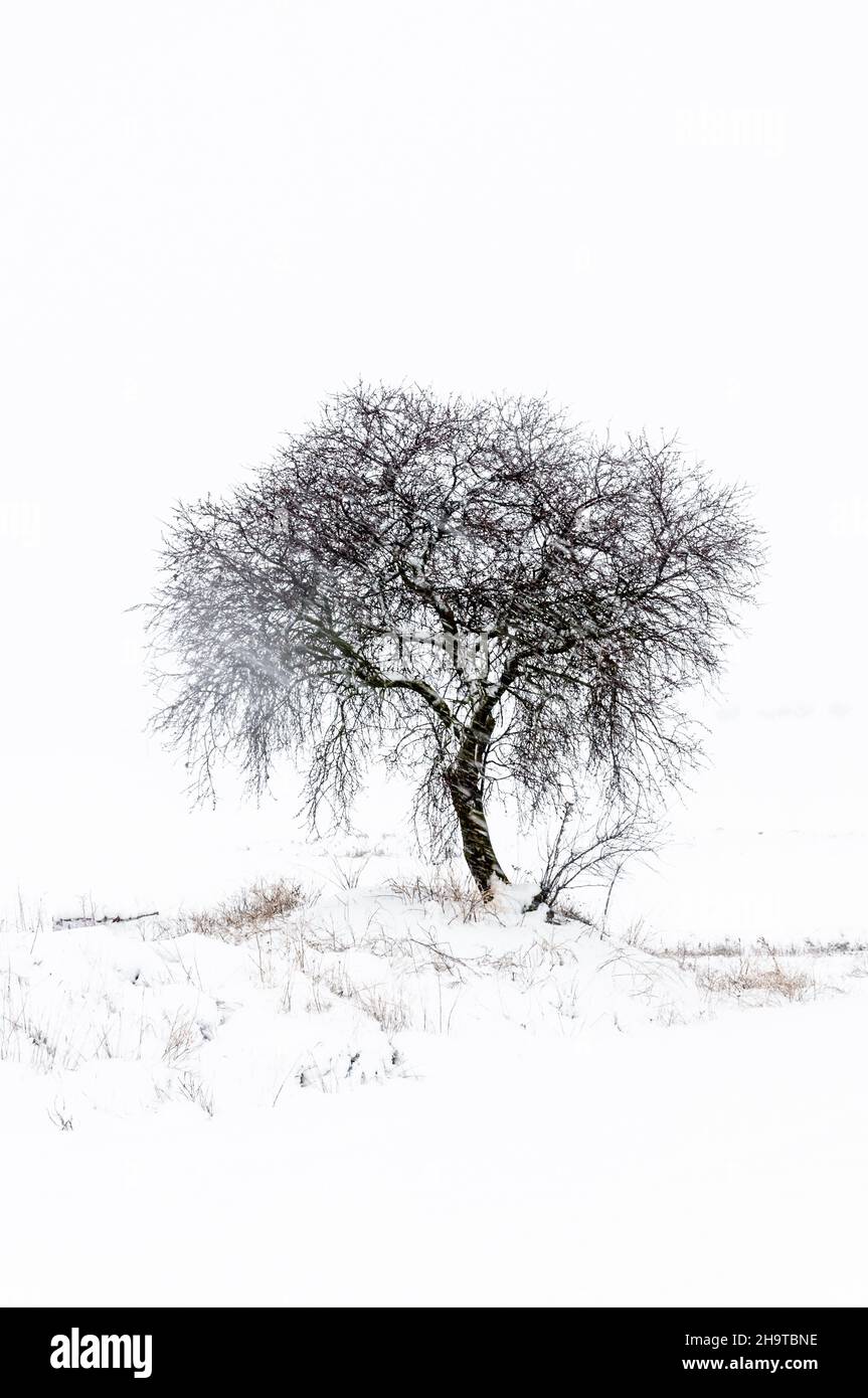 Einbunter Baum im Vordergrund ohne Blätter mit einer Schneedecke vorne, zu seinen Füßen und im Hintergrund; mitten im Schneefall. Mit einem Klo Stockfoto