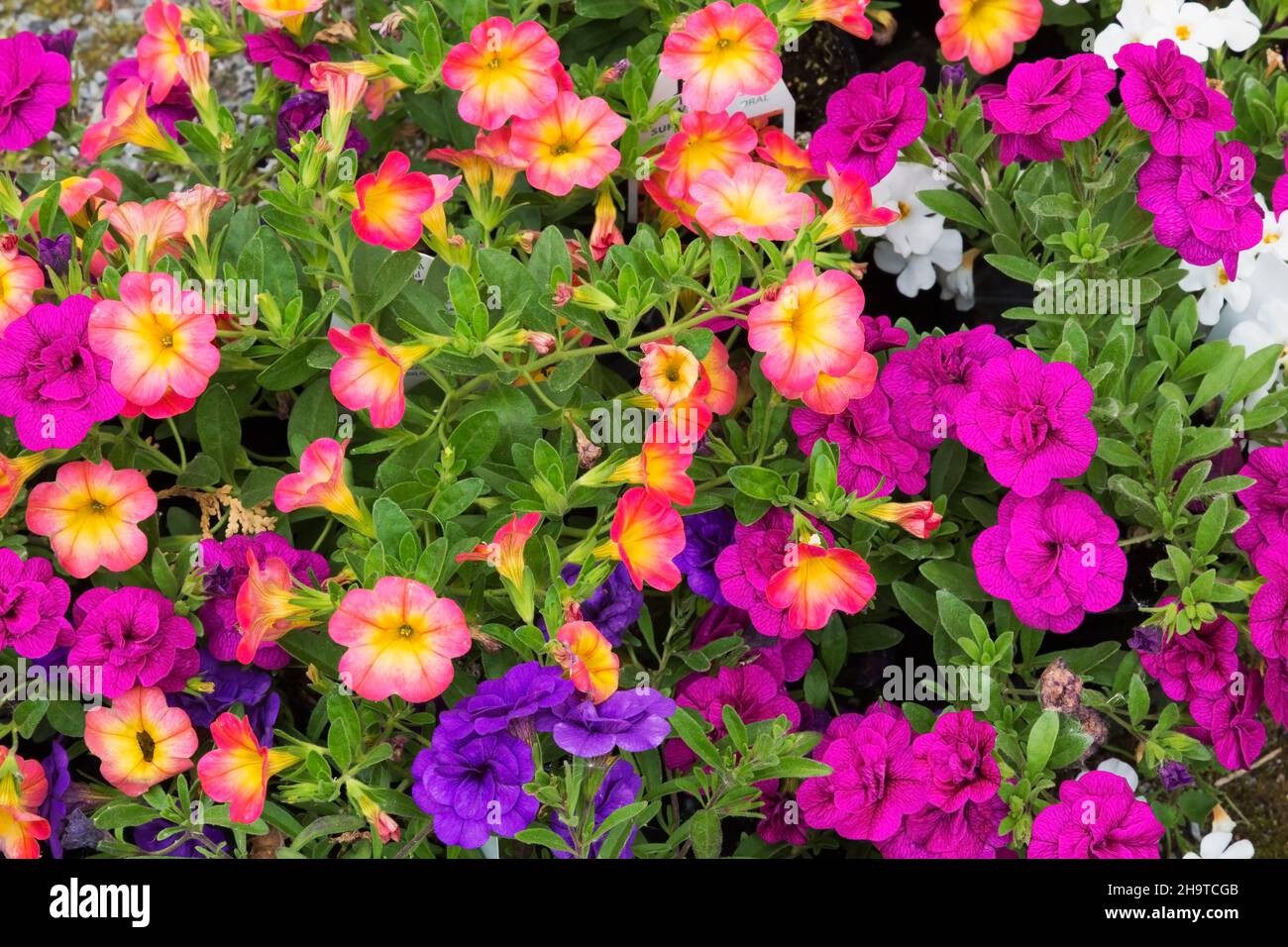 Farbenfrohe Surfinia Petunias und Calibrachoa - Millionen Glocken im Frühling. Stockfoto