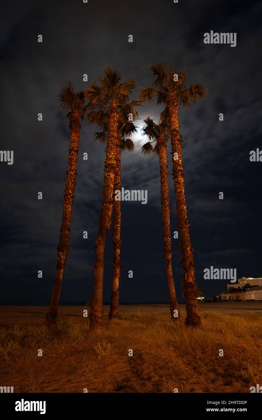 Palmen bei Nacht mit dem Mond dahinter, Landschaft Stockfoto