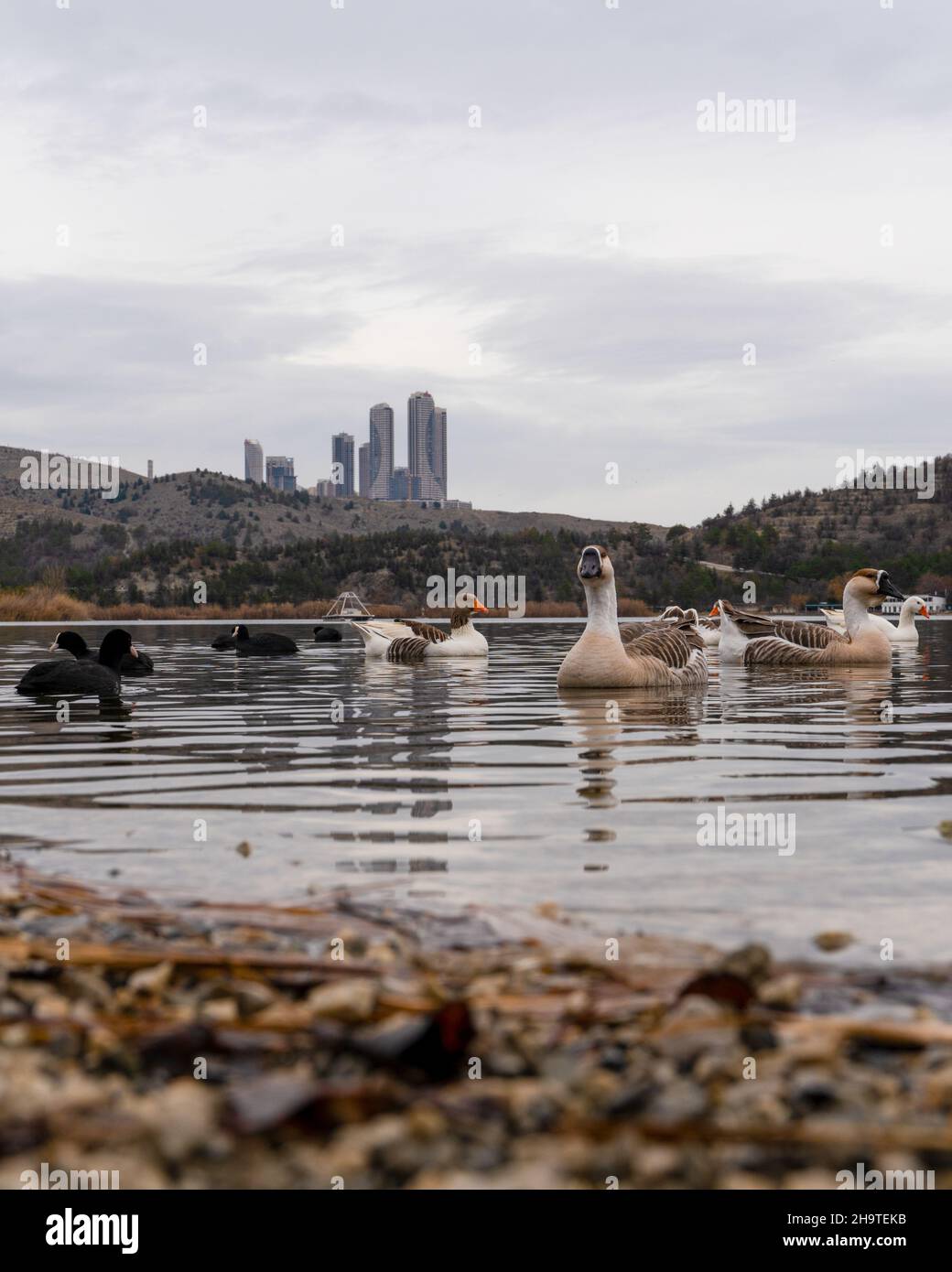 Gänse schwimmen im Eymir-See und Ankaras Wolkenkratzer im Hintergrund, Ankara, Türkei. Stockfoto