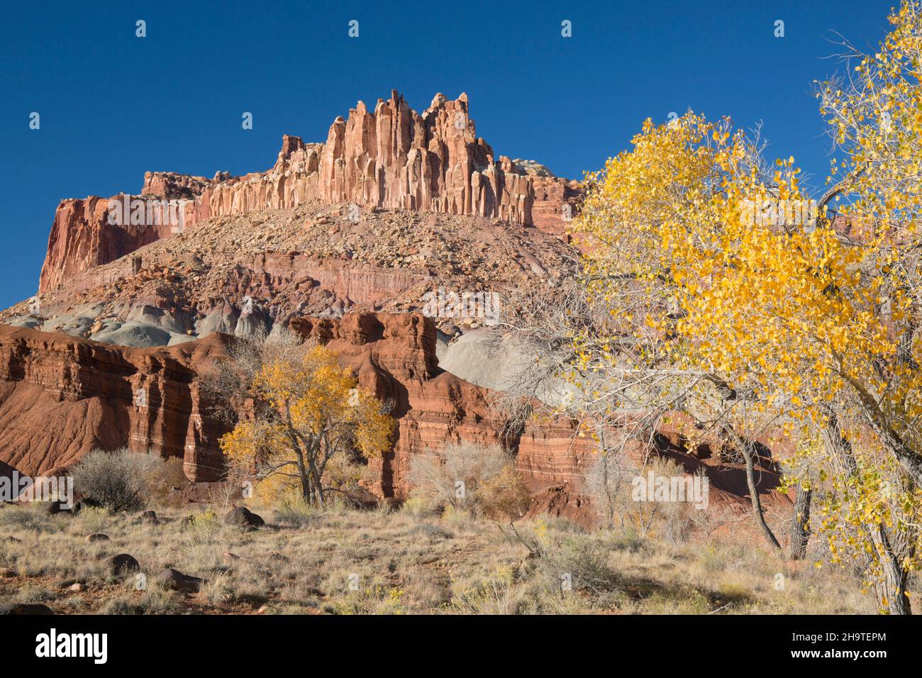 Fruita, Capitol Reef National Park, Utah, USA. Blick über das Wüstenbuschwerk zu den hohen schroffen Klippen des Schlosses, herbstliches, goldenes Laub im Vordergrund. Stockfoto