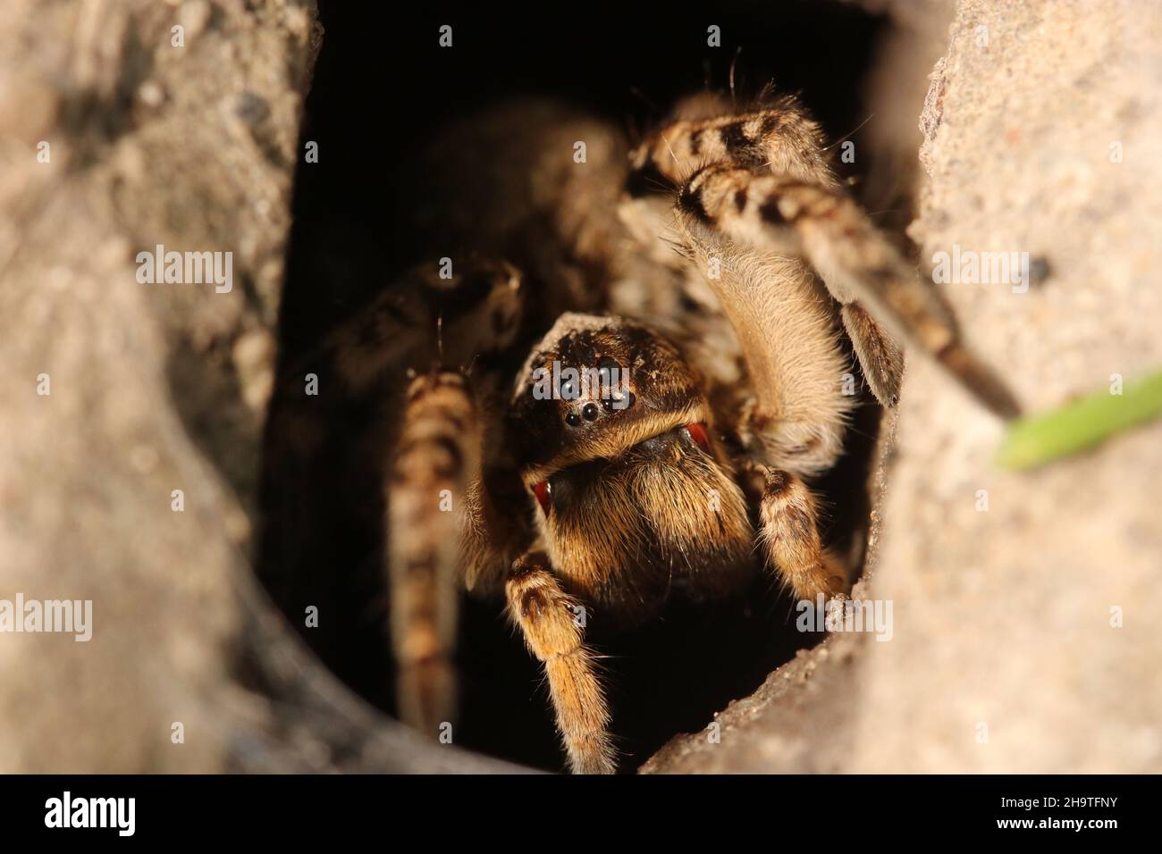 Wolfsspinne, Tarantula (Lycosa singoriensis) in seiner Wohnung. Tarantula in einem Loch. Stockfoto