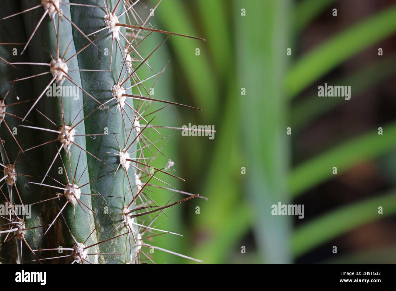 Stacheliger Kaktus auf unscharfem Hintergrund Stockfoto