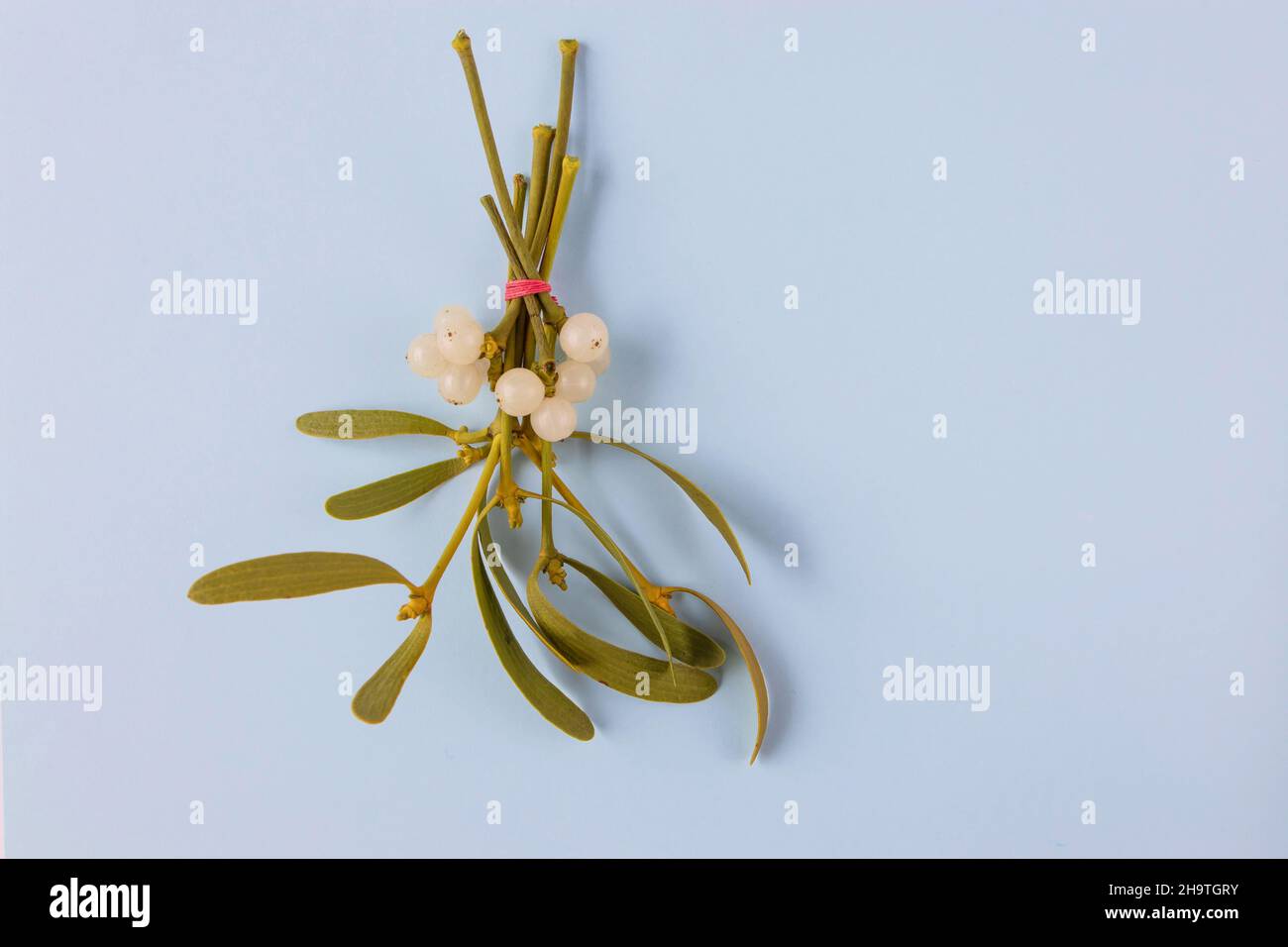 Mistelhaufen mit weißen Beeren und grünen Blättern. Weihnachtsdekoration. Stockfoto