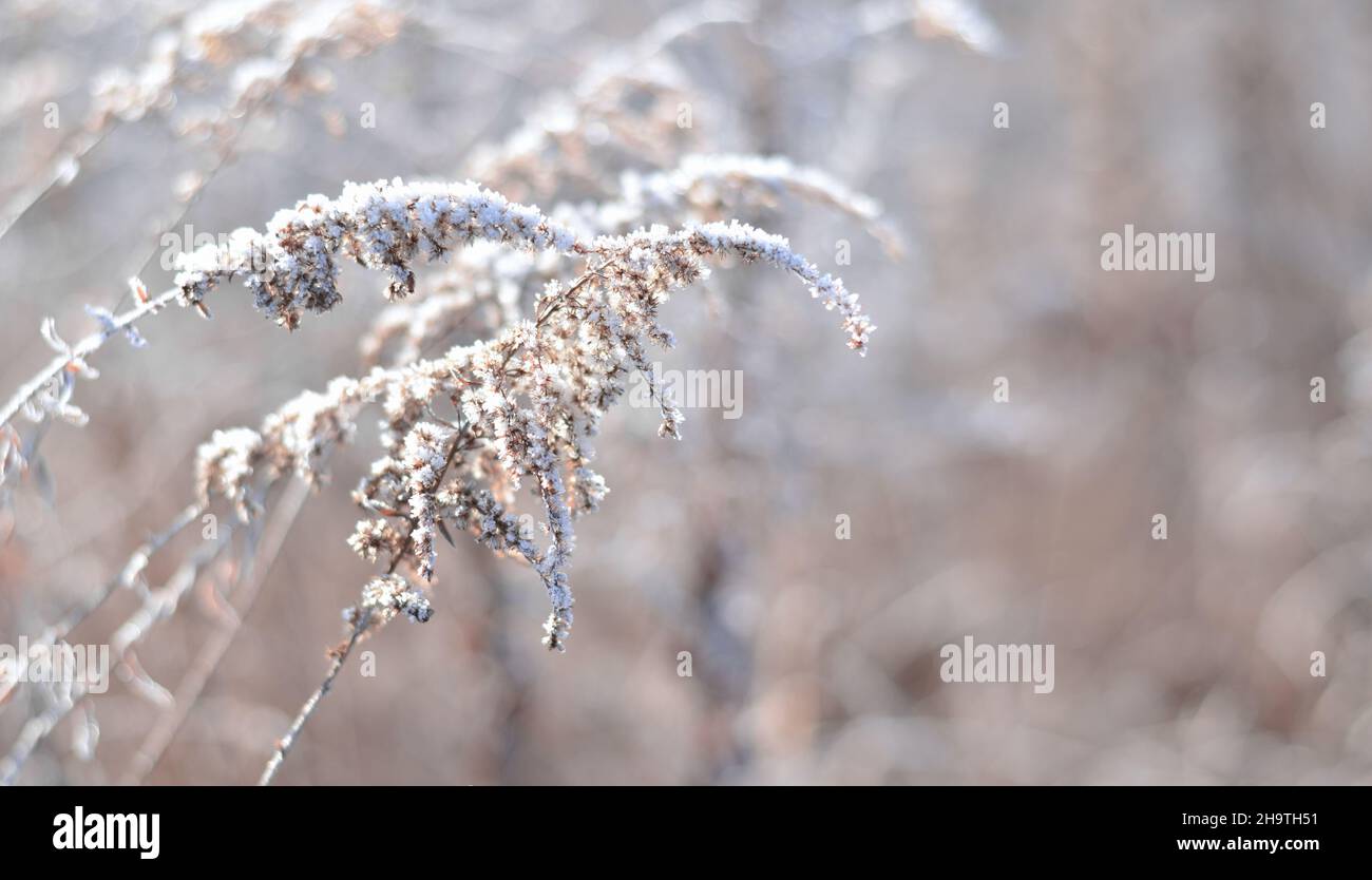 Reif oder Reif auf einer trockenen Pflanze solidago an einem kalten Wintermorgen. Wetterverhältnisse im Winter. Stockfoto
