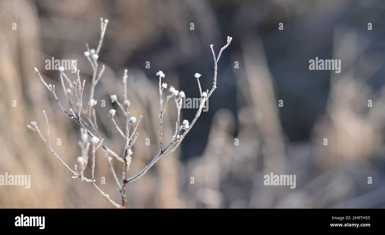 Trockene Pflanze bedeckt Reif in der Sonne ein kalter Wintermorgen. Wetterlage. Stockfoto