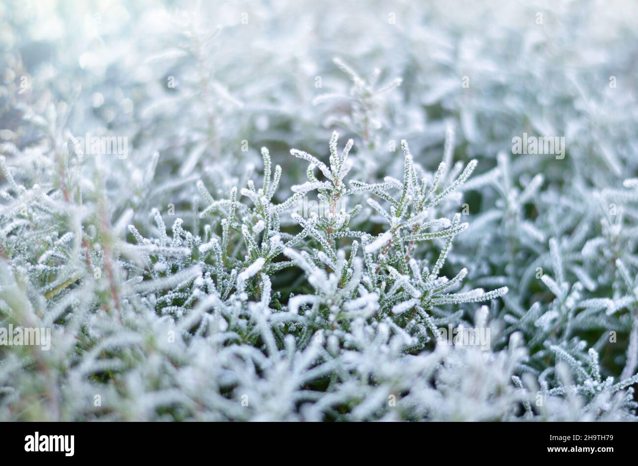 Reif an den Pflanzen an einem kalten Wintertag. Wetterverhältnisse im Winter. Nahaufnahme, selektiver Fokus. Stockfoto