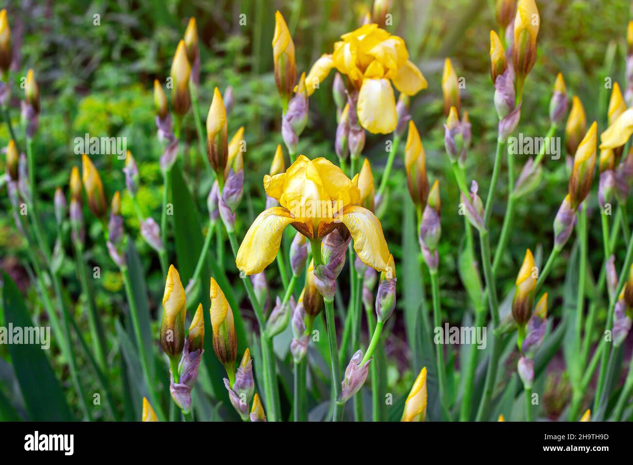 Hellgelb blühende Irises Xiphium (Zwiebelriris, sibirica) blüht im Frühling und Sommer auf grünen Blättern und im Grashintergrund im Garten. Stockfoto