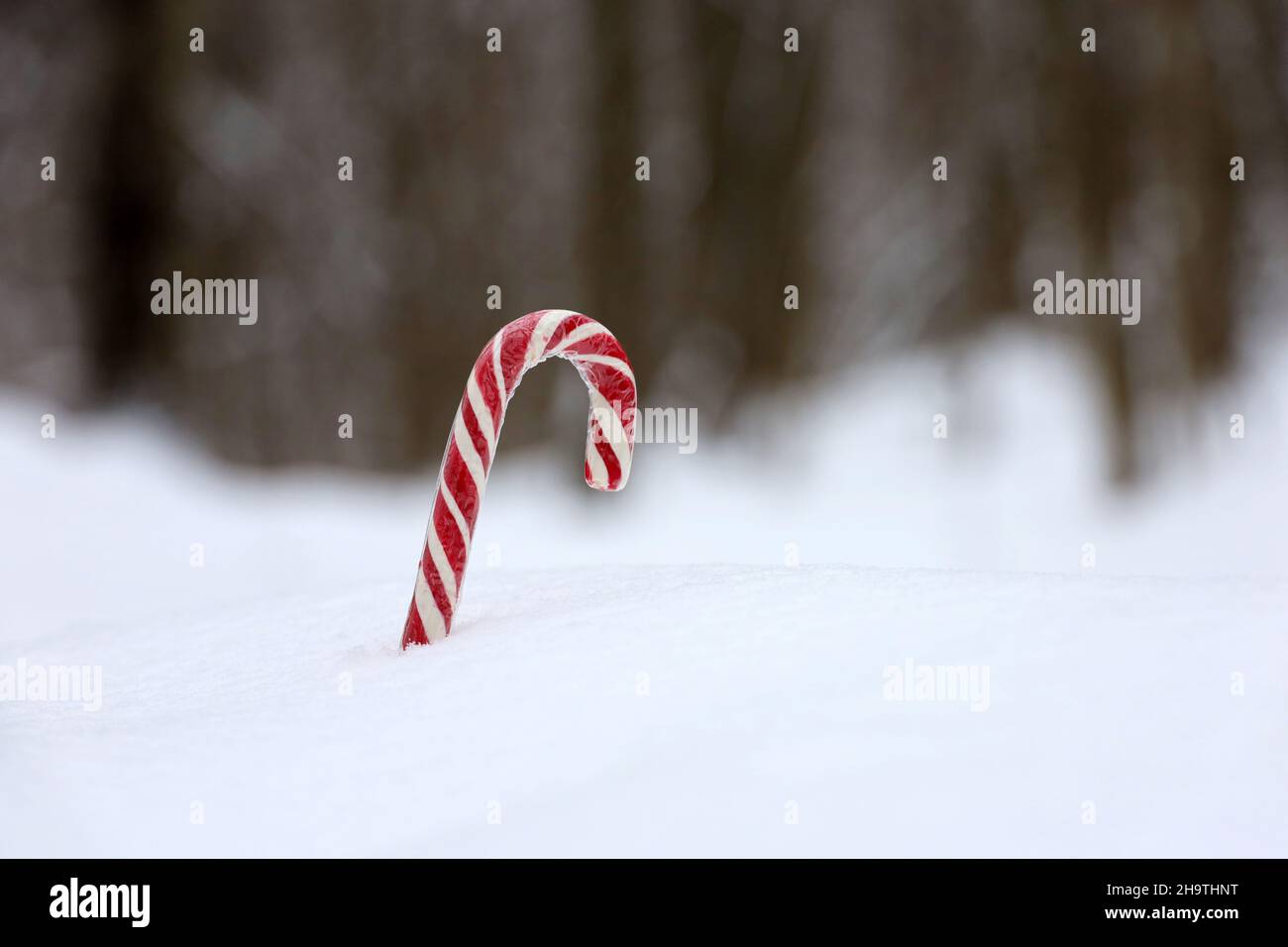 Weihnachts-Zuckerrohr im Winterwald auf dem Schnee. Hintergrund für Neujahrsfeier, kaltes Wetter Stockfoto