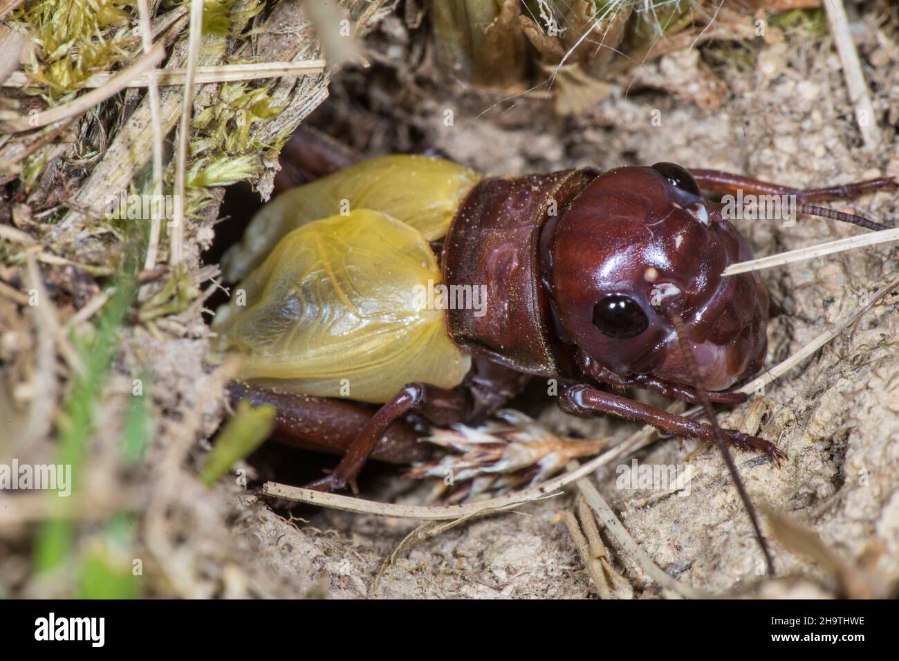 Cricket-Feld (Gryllus campestris), nach Enthäutung, Deutschland Stockfoto