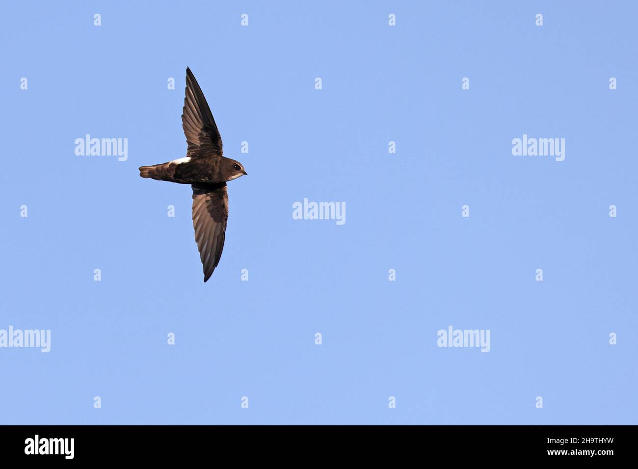 Hausflink, kleiner Swift (Apus affinis), im Flug, Spanien, Andalusien Stockfoto