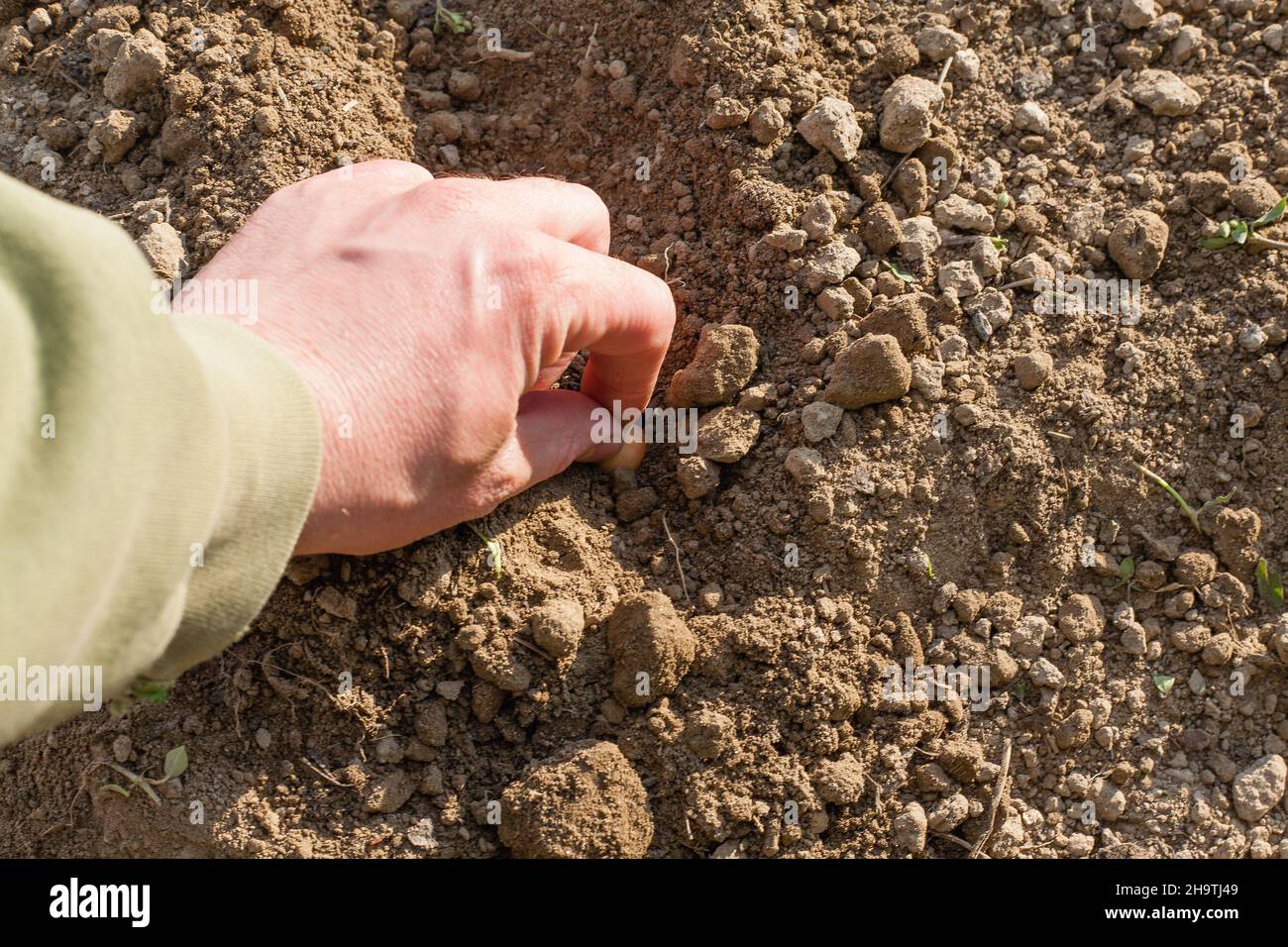 Die Hand des Mannes in Handschuhen. Pflanzen Sie einen Garten. Man kann sehen, wie die Hand des Menschen Zwiebelbirnen in die Erde setzt. Stockfoto