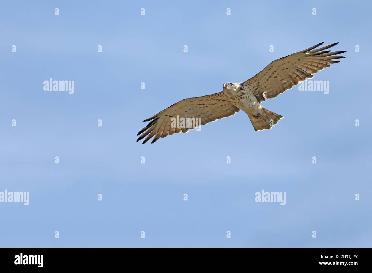 Kleinkrötenadler (Circaetus gallicus), Jugendlicher im Flug, Spanien, Andalusien, Tarifa Stockfoto