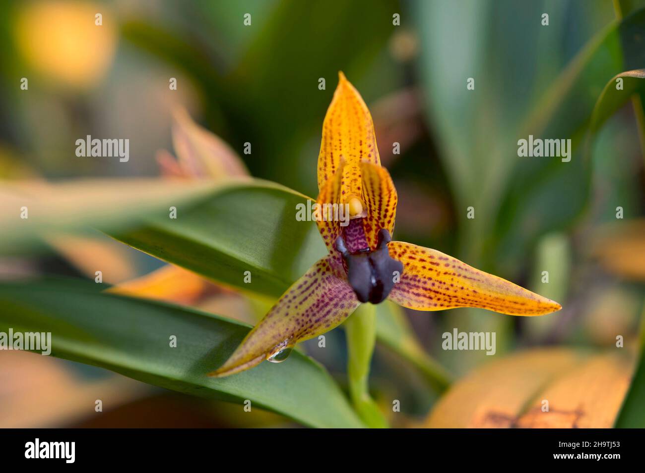 Orchidee (Maxillaria cucullata), Blume Stockfoto