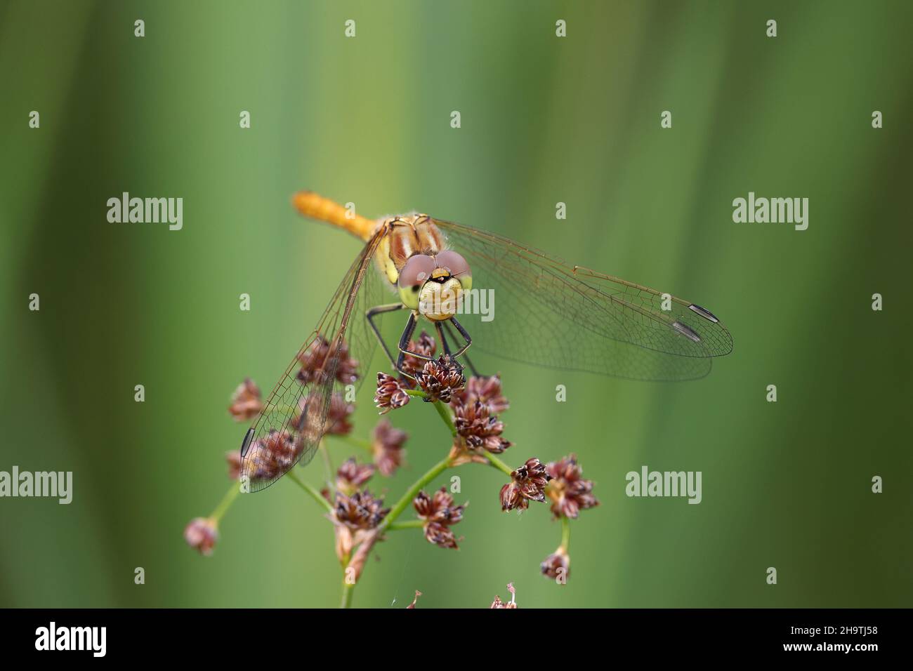 Vagrant sympetrum (Sympetrum vulgatum), Männchen sitzt auf blühendem Rausch, Niederlande, Overijssel, Weerribben-Wieden Nationalpark Stockfoto